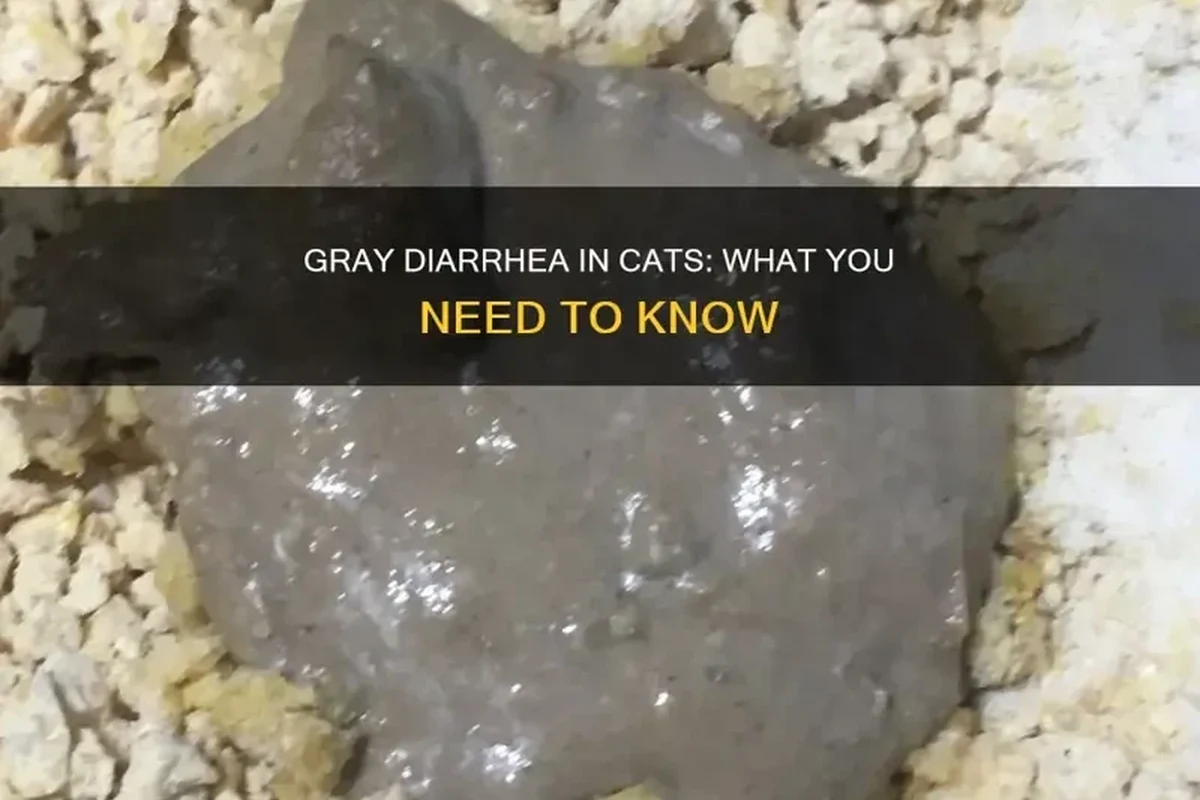 Cat with diarrhea and signs of distress
