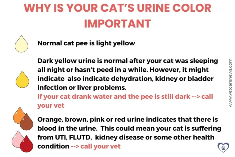 Can Cat Urine Get You Sick Understanding the Health Risks