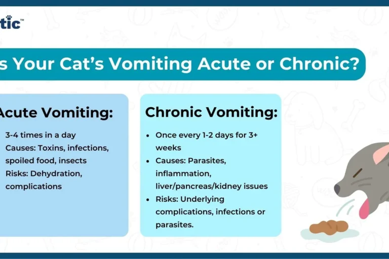 Why Would a Cat Vomit After Eating Solutions for Your Pets