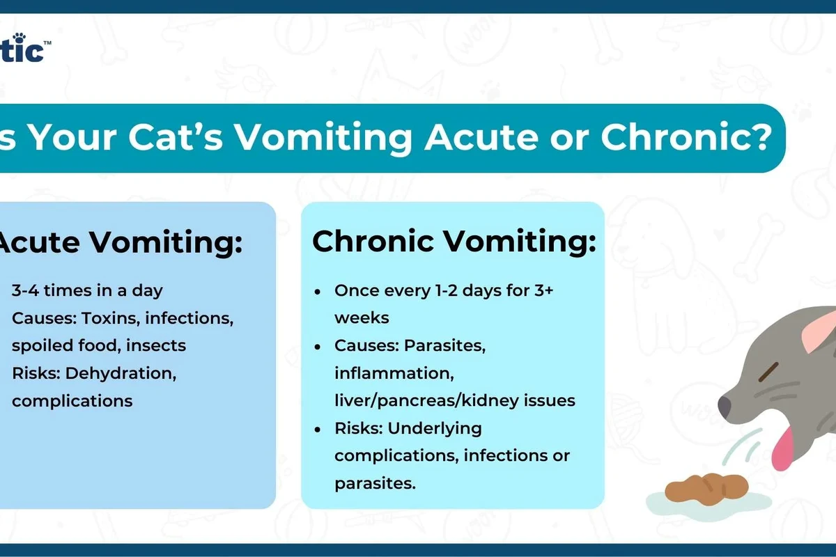 Image of a cat experiencing vomiting issues after eating food.