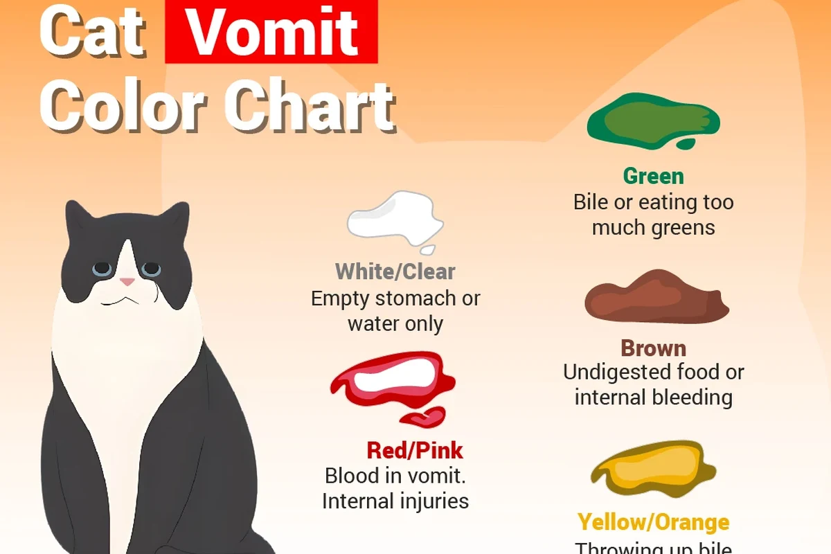 Close-up of cat vomit showing various types and colors for health assessment.