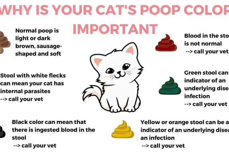 What to Do for a Cat with Diarrhea Quick Relief Tips