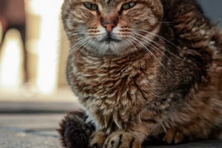 Do Cats Get Sick Signs to Watch for and How to Help