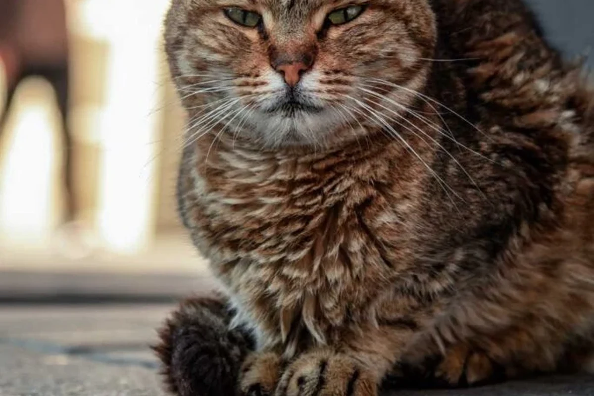 A cat lying down, indicating signs of illness with a concerned look.