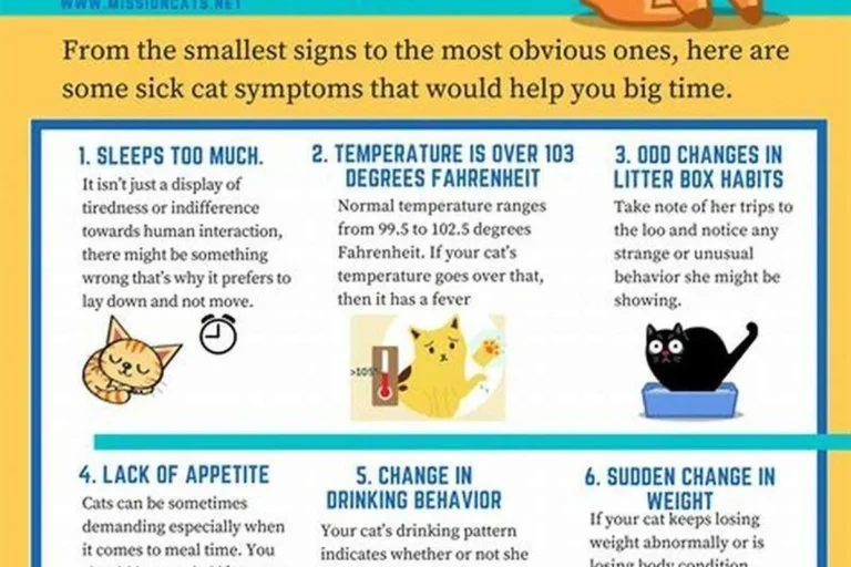 Can Cats Get Sick Understanding Symptoms and Prevention Tips