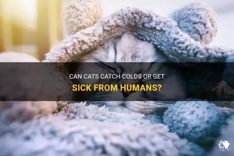 Do Cats Get Sick from Humans Understanding the Risks
