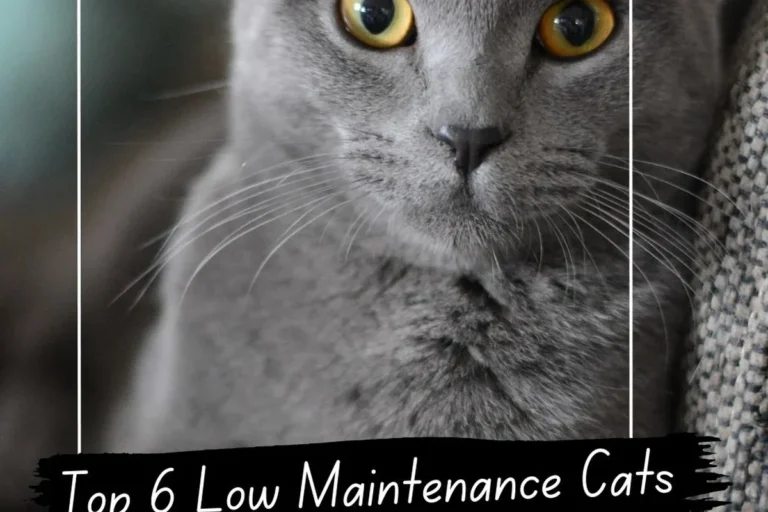 Why Are Cats Good Pets for Companionship and Low Maintenance
