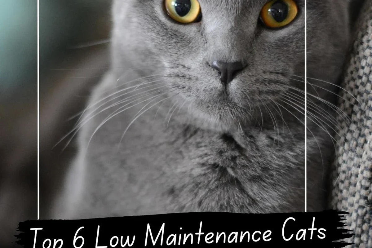 A content cat lounging comfortably at home, showcasing companionship and low maintenance.