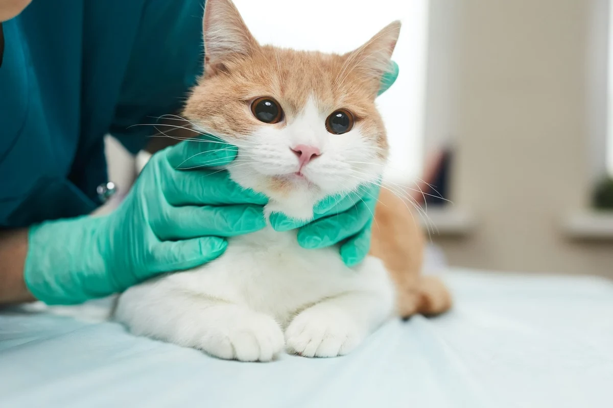 A cat sitting close to its sick owner, showing concern.