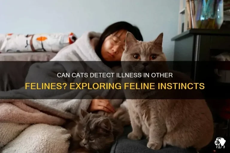Can Cats Sense Sickness and Help You Stay Healthy at Home