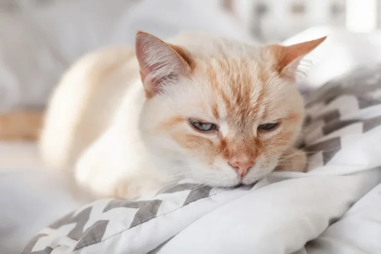 Does Cats Know When You Are Sick and How They Help You Heal
