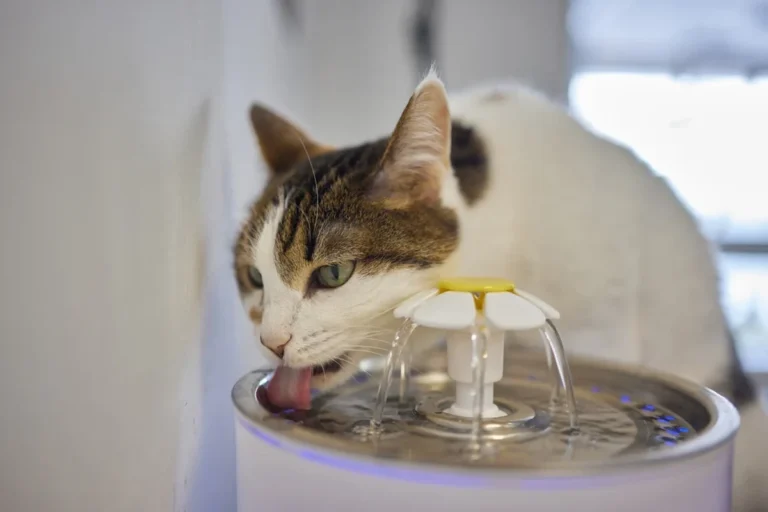 Can Cats with Rabies Drink Water and What It Means