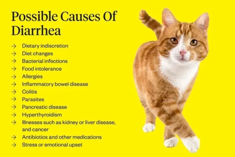What Causes a Cat to Have Diarrhea and How to Help Fast