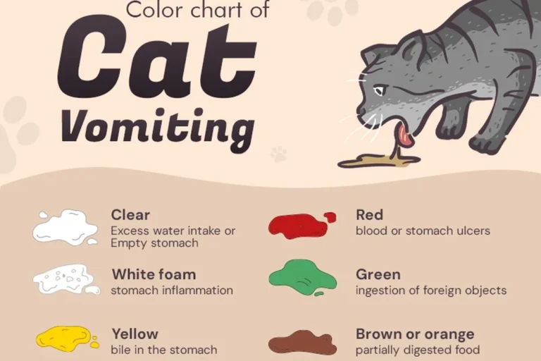 What Causes Cats to Vomit and How to Prevent It Effectively