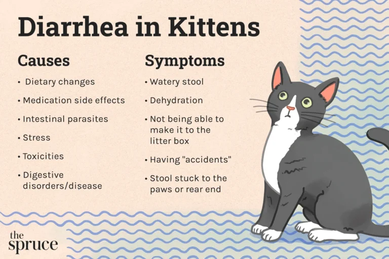 What Causes Diarrhea in Cats and How to Help Your Pet