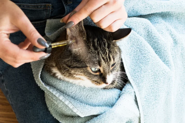 How to Clean Cat Collars for a Fresher and Healthier Pet