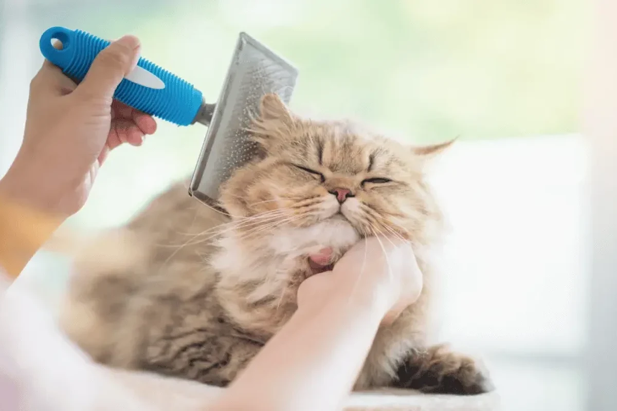 Cat showing signs of illness with subtle behavioral changes