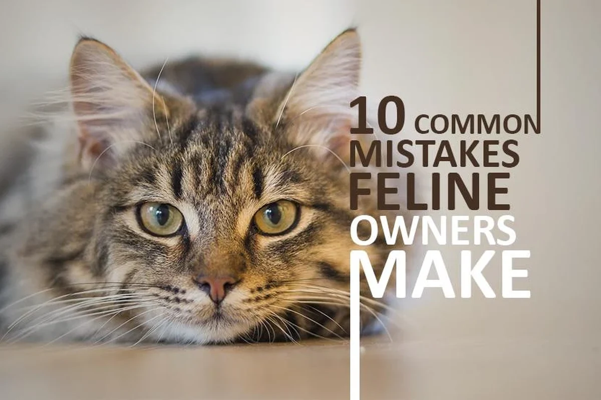 A cat showing signs of illness, including lethargy and hiding behavior.