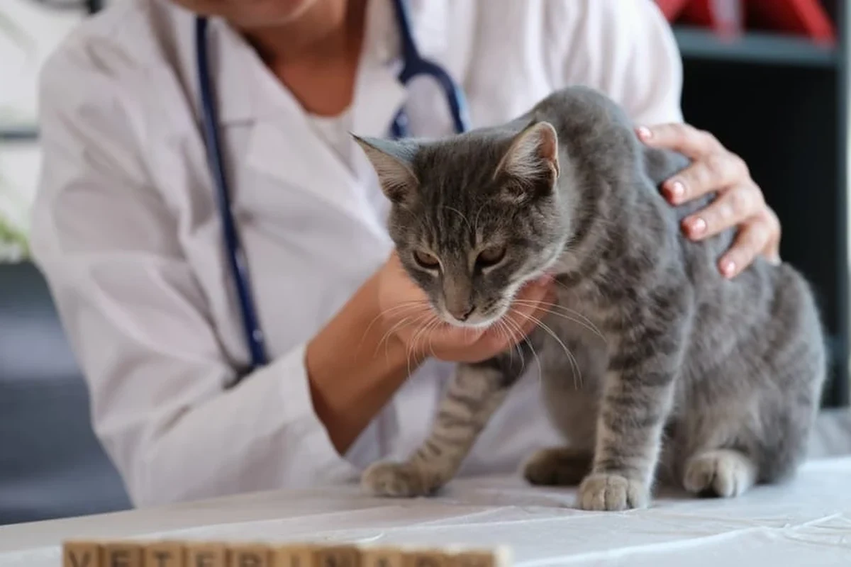 Cat with diarrhea sitting next to a bowl of bland food for recovery.