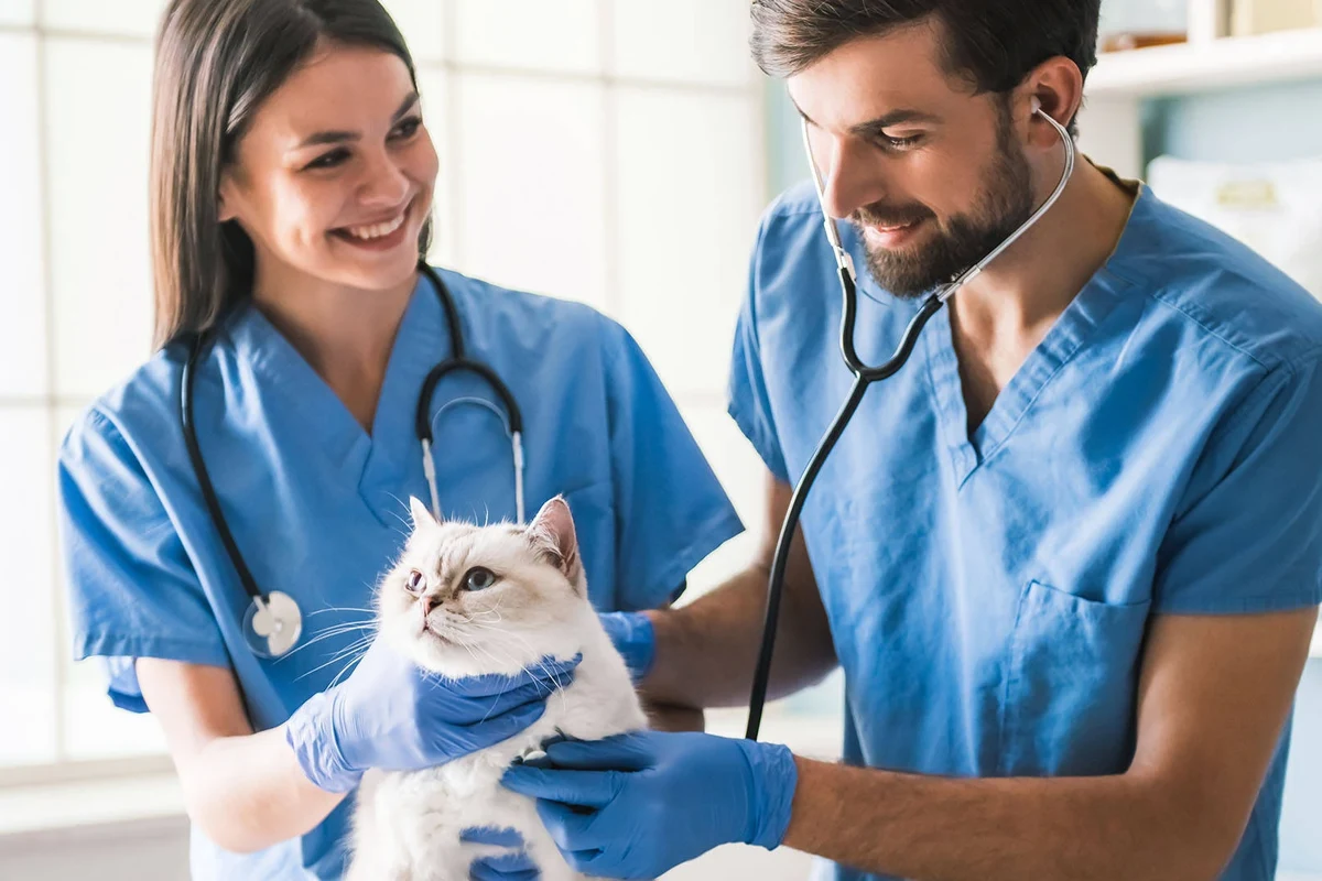 Healthy human foods that are safe for cats