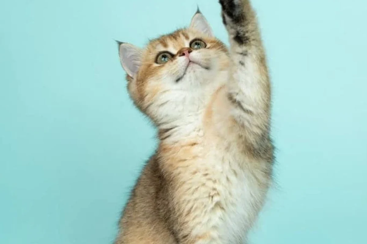 Essential tips for new cat owners about care and health.