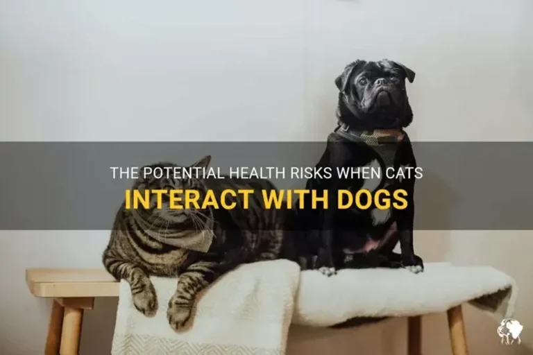 Can Dogs Get Cats Sick Understanding the Risks for Your Pets