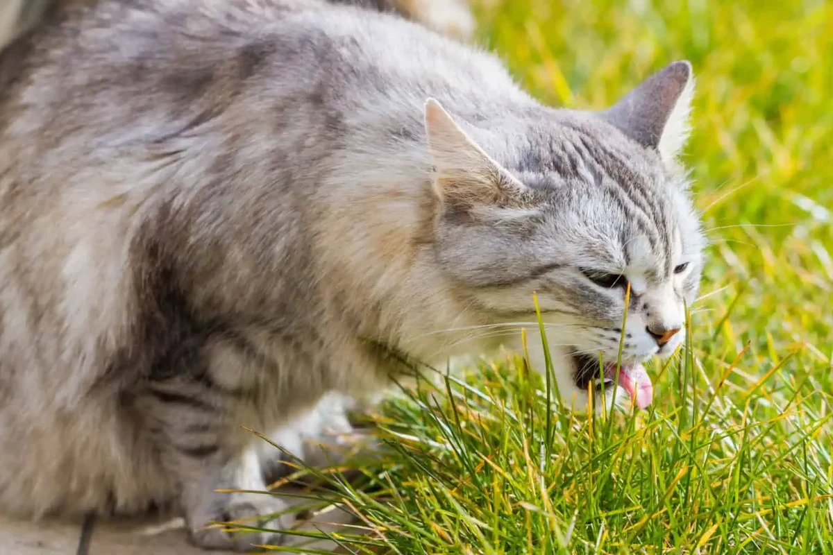 A cat nibbling on grass in a garden setting