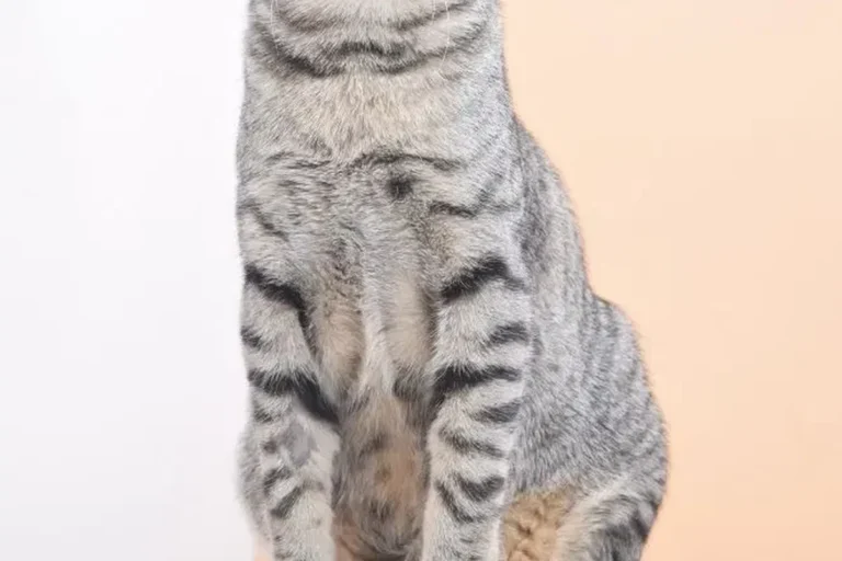 What to Feed a Cat with Diarrhea for Quick Relief