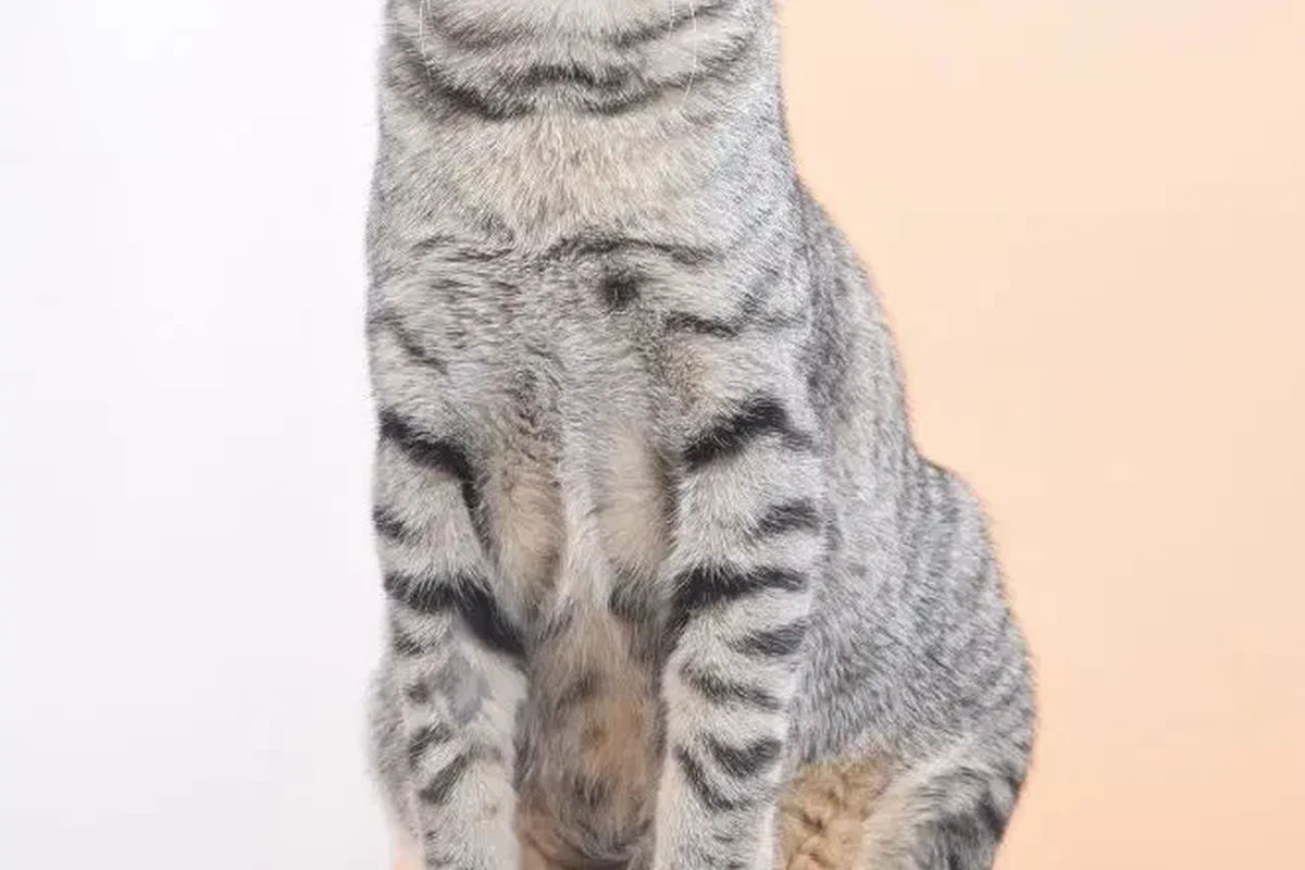 Bowl of bland food for a cat with diarrhea