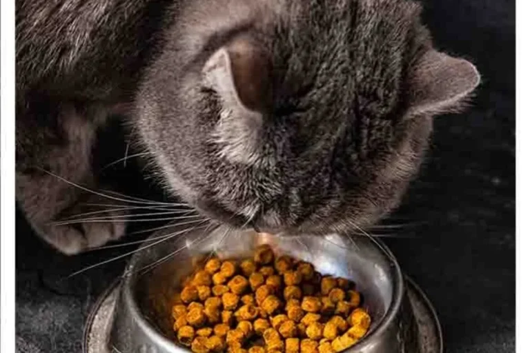What to Feed a Sick Cat That Won't Eat - What to Feed a Sick