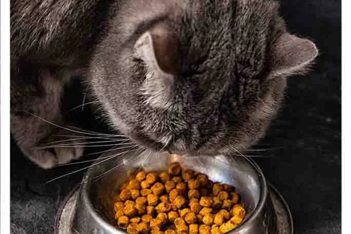Sick cat with food bowl, exploring feeding options for recovery