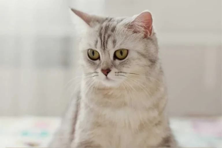 What to Give a Cat for Diarrhea Quick Relief and Comfort
