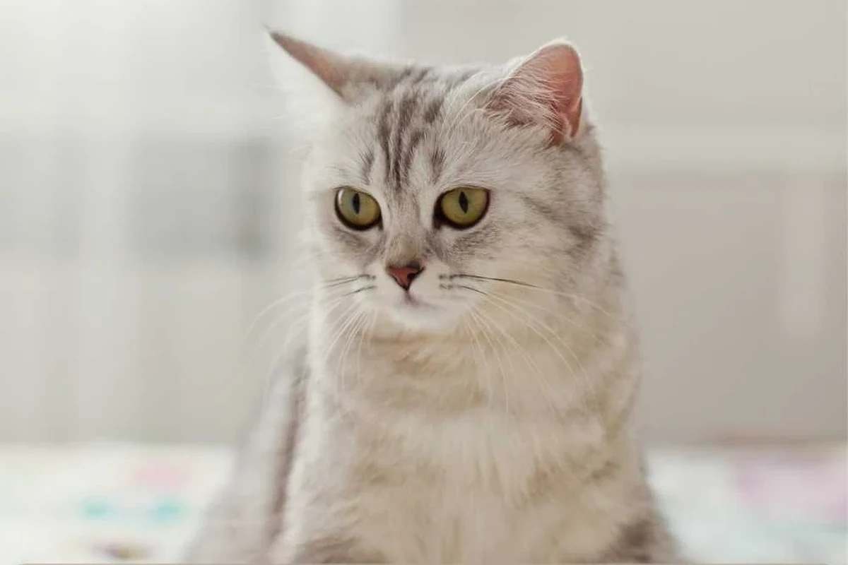 Cat receiving care for diarrhea, featuring food and hydration options.