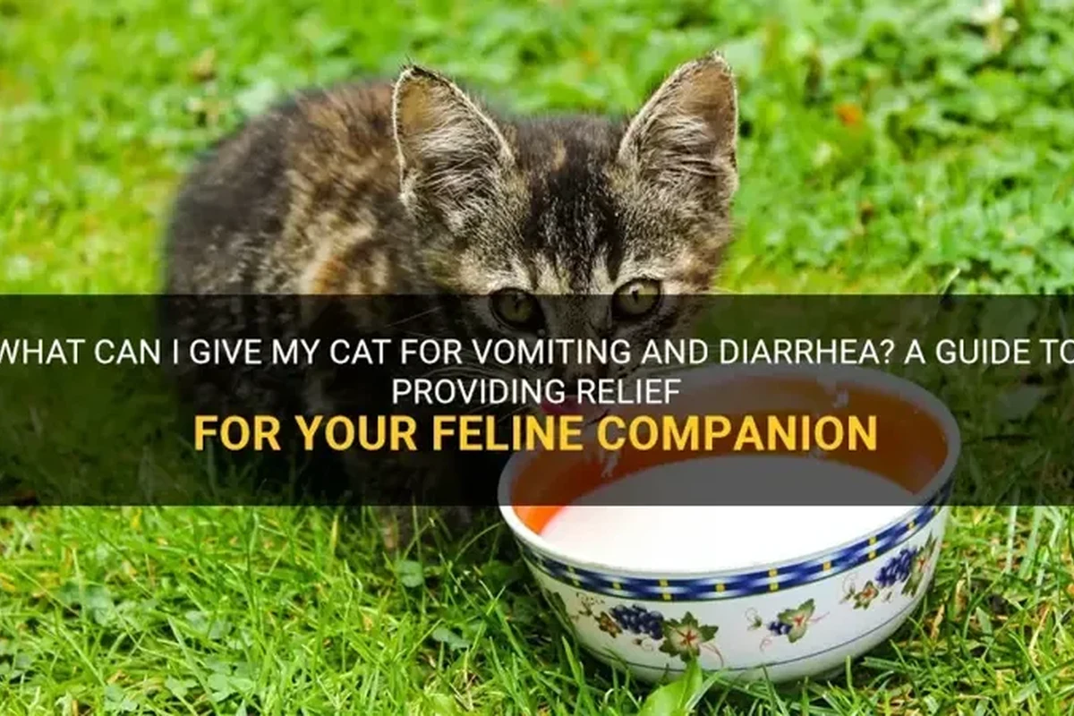 Cat being treated for diarrhea with food and hydration tips