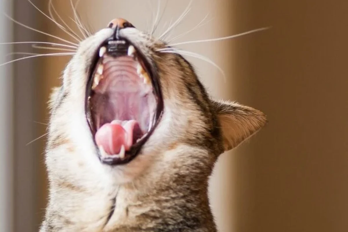 Cat vomiting yellow liquid, indicating potential health issues.