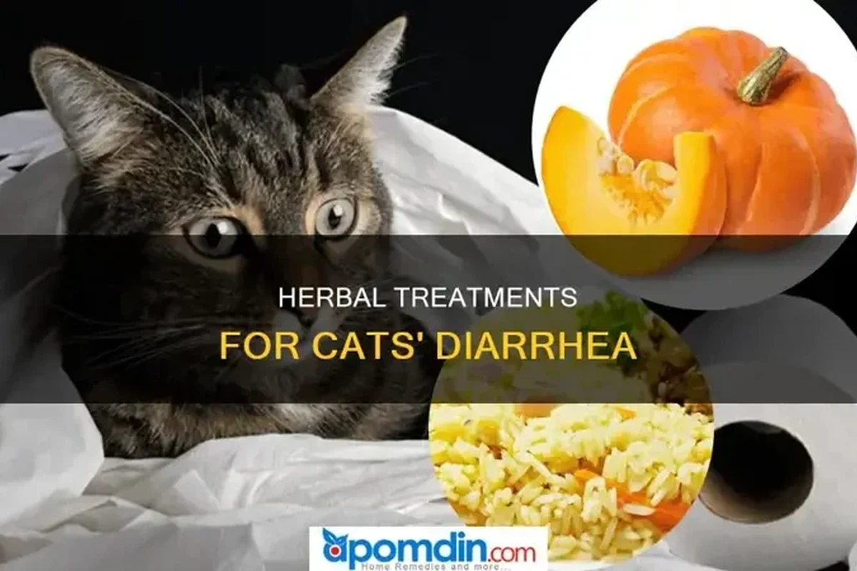 Cat with diarrhea sitting next to a bowl of bland food for recovery.