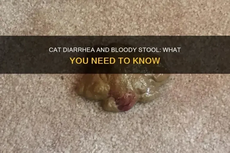 What to Do If My Cat Has Diarrhea Quick Relief and Care Tips
