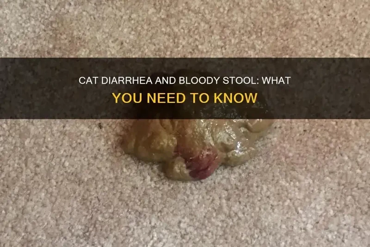 Informational image about cat diarrhea and care tips