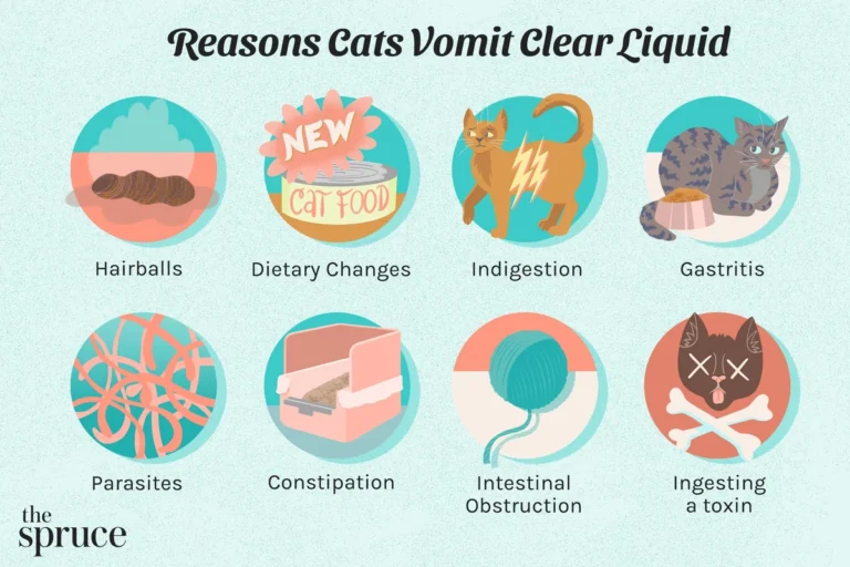 How Do You Know If Your Cat Is Sick Signs to Watch For
