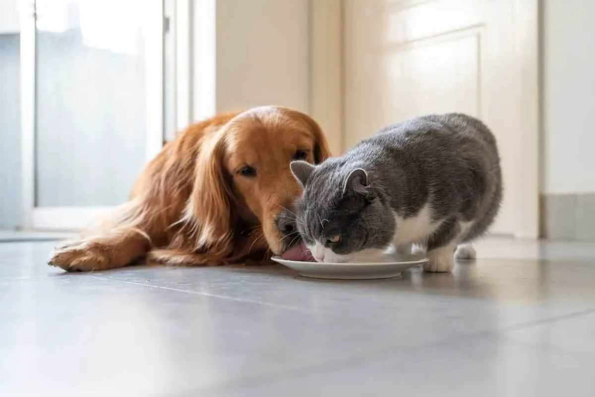 A dog looking curiously at a bowl of cat food.