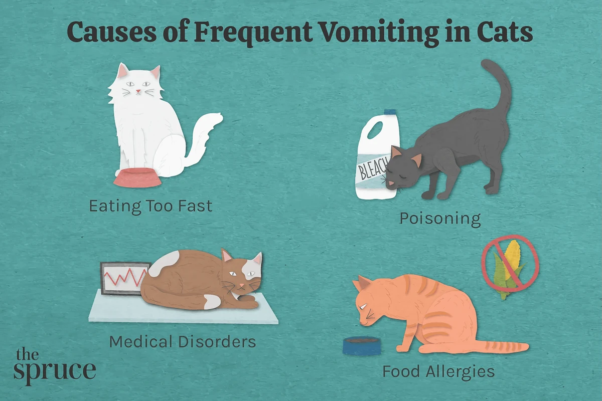 Cat with symptoms of contagious diseases, sitting in a veterinary office.