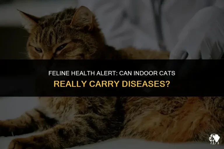 Do Indoor Cats Carry Diseases and How to Keep Them Healthy