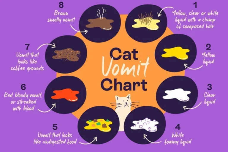 Is It Normal for Cats to Vomit and When to Be Concerned