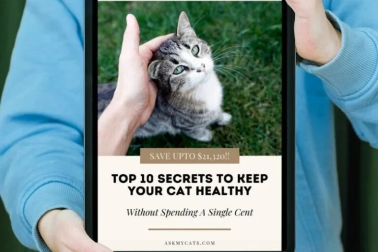 How to Keep Your Cat Healthy and Live Long with These Tips