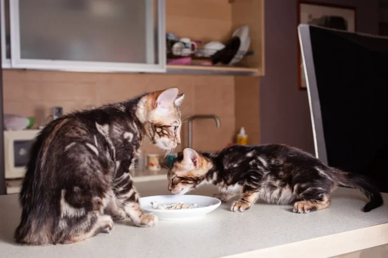 Should Kittens Eat Cat Food to Ensure Their Healthy Growth