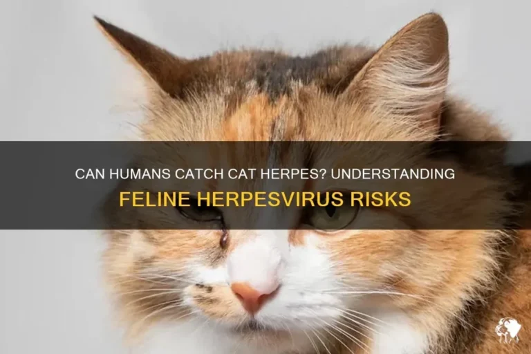 Can Kittens Make Humans Sick Understanding the Risks