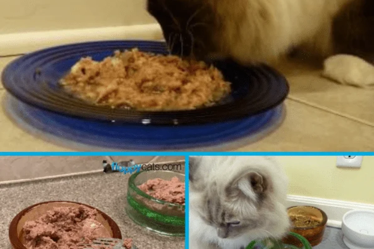 Cat eating canned food with a focus on spoilage prevention and care.