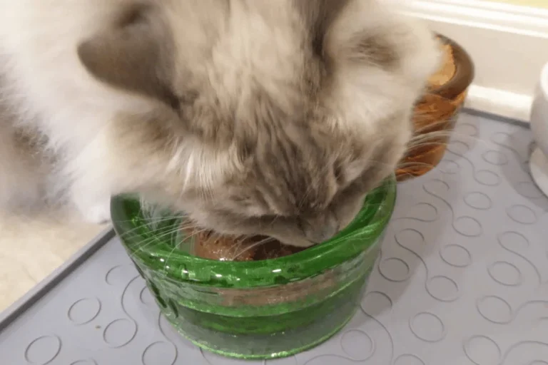 How Long Can You Leave Cat Wet Food Out for Freshness