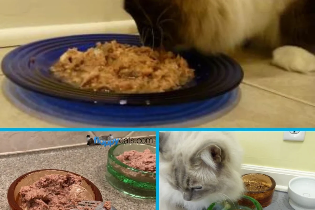 A cat looking at a bowl of wet cat food on a table.