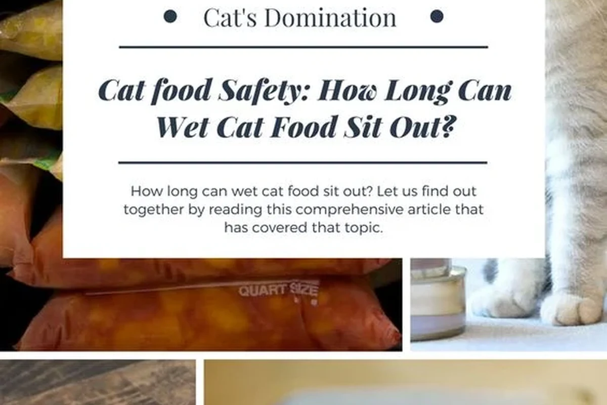 Cat eating wet food from a bowl